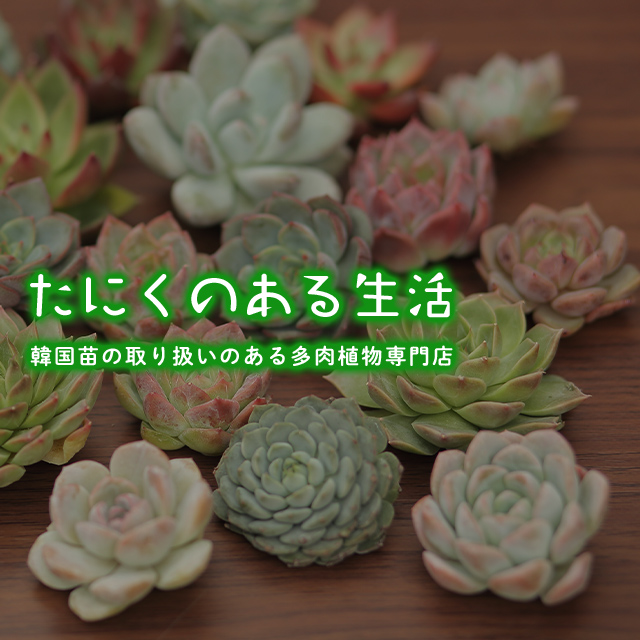 たにくるうむ